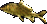 Gold Carp